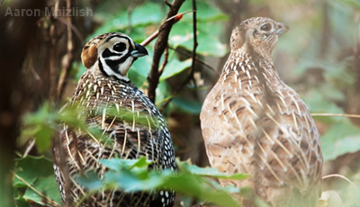 A male (left) and female (right) Montezuma quail Credit: Aaron Maizlish